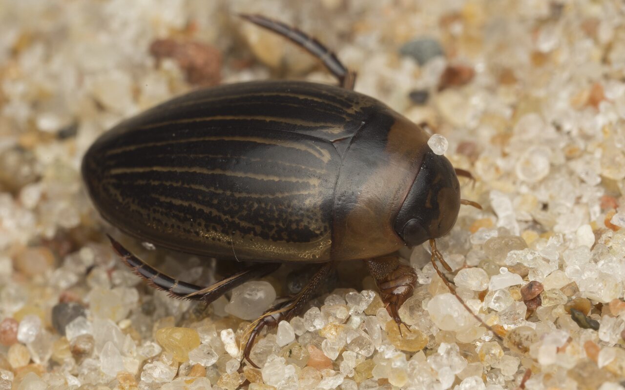 Dytiscidae-2586.jpg