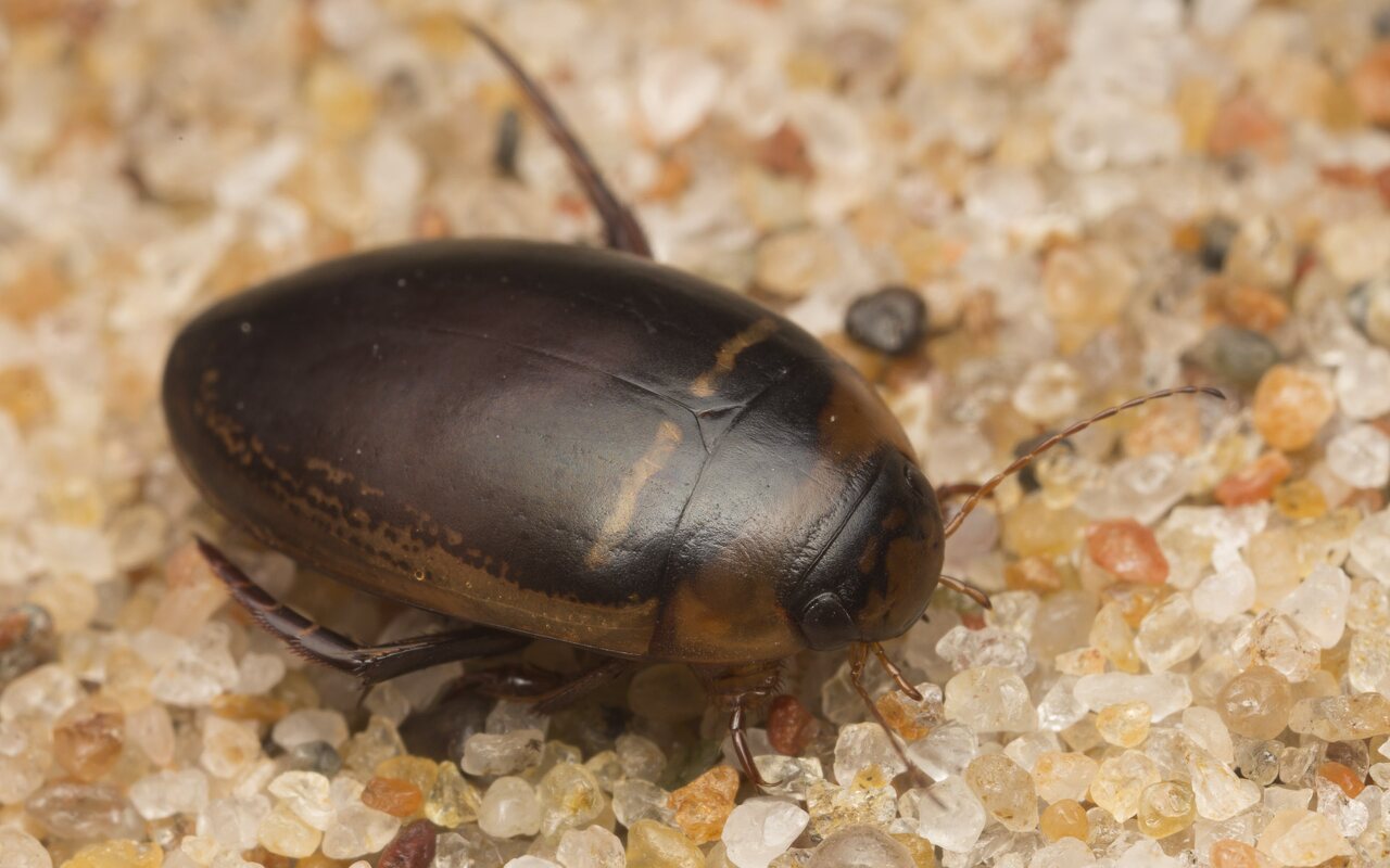 Dytiscidae-2677.jpg