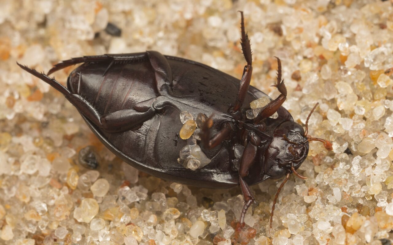 Dytiscidae-2682.jpg