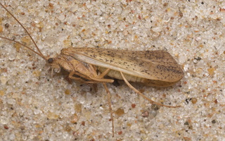 Limnephilus flavicornis · apsiuva