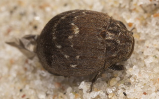 Byrrhus fasciatus · kamuolvabalis