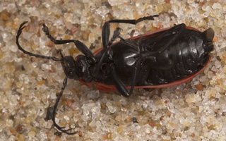 Pyrochroa coccinea · paprastasis raudonvabalis