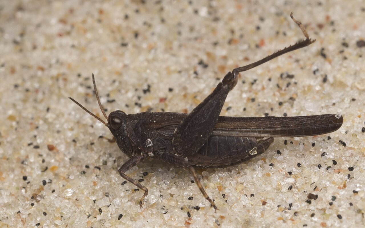 Orthoptera-3147.jpg