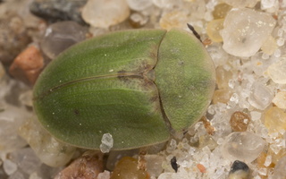 Cassida rubiginosa · varnalėšinis skydinukas