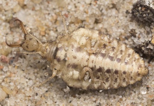 Myrmeleon formicarius larva · paprastasis skruzdžių liūtas, lerva