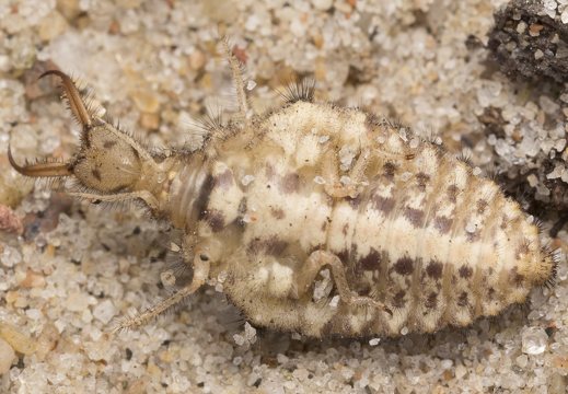 Myrmeleon formicarius larva · paprastasis skruzdžių liūtas, lerva