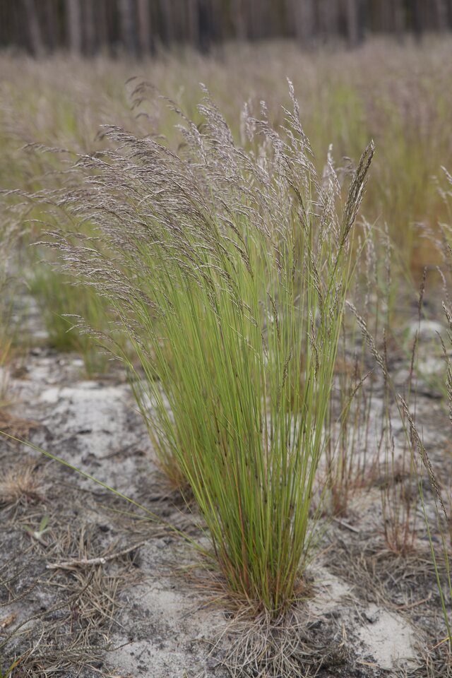 Poaceae-3420.jpg