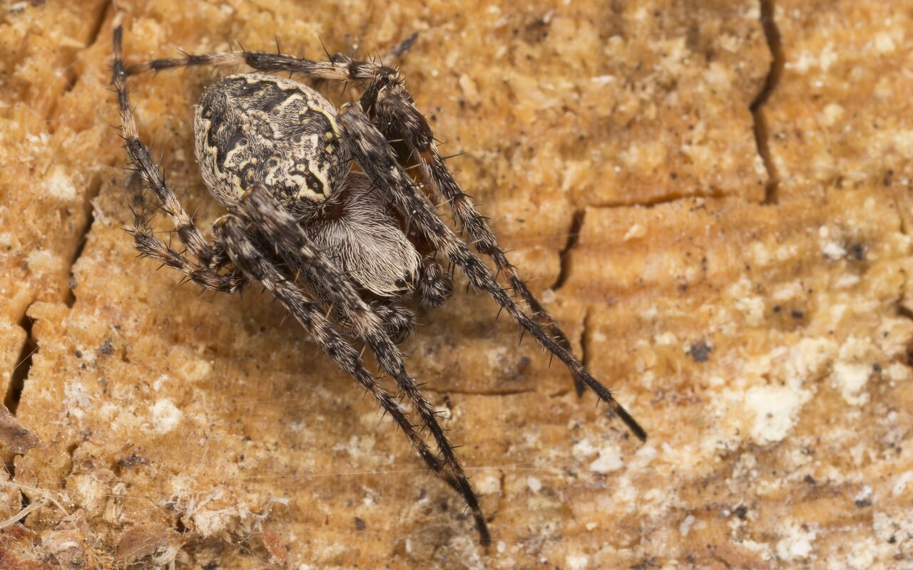 Araneae-3499.jpg