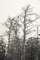 Juodkrantė · kormoranų kolonija, nudžiūvusios pušys