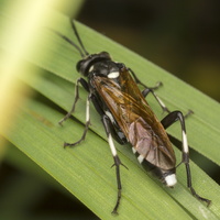 Macrophya duodecimpunctata female · pjūklelis