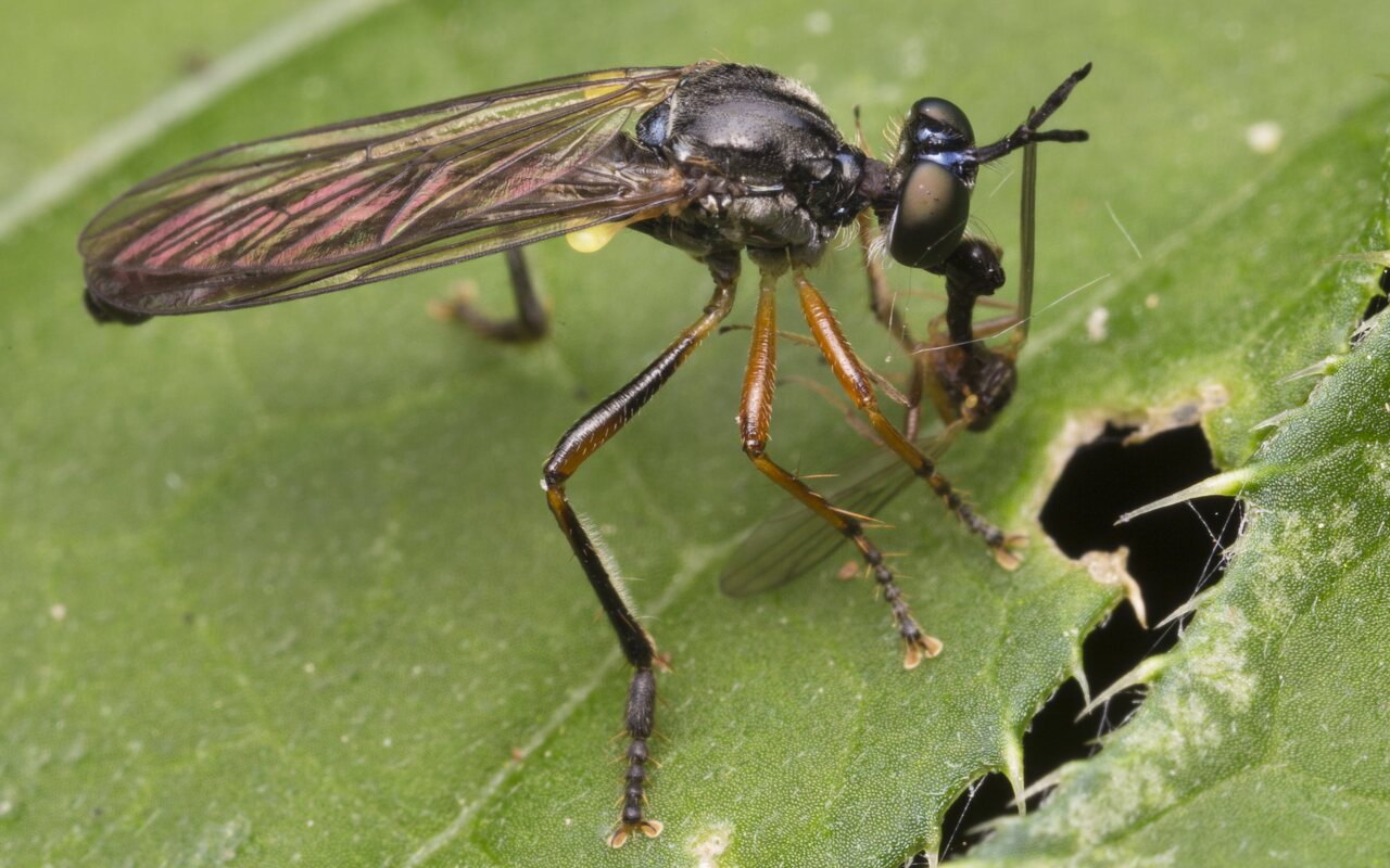 Dioctria hyalipennis male · plėšriamusė ♂