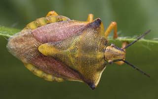 Carpocoris fuscispinus · tamsiaūsė skydblakė