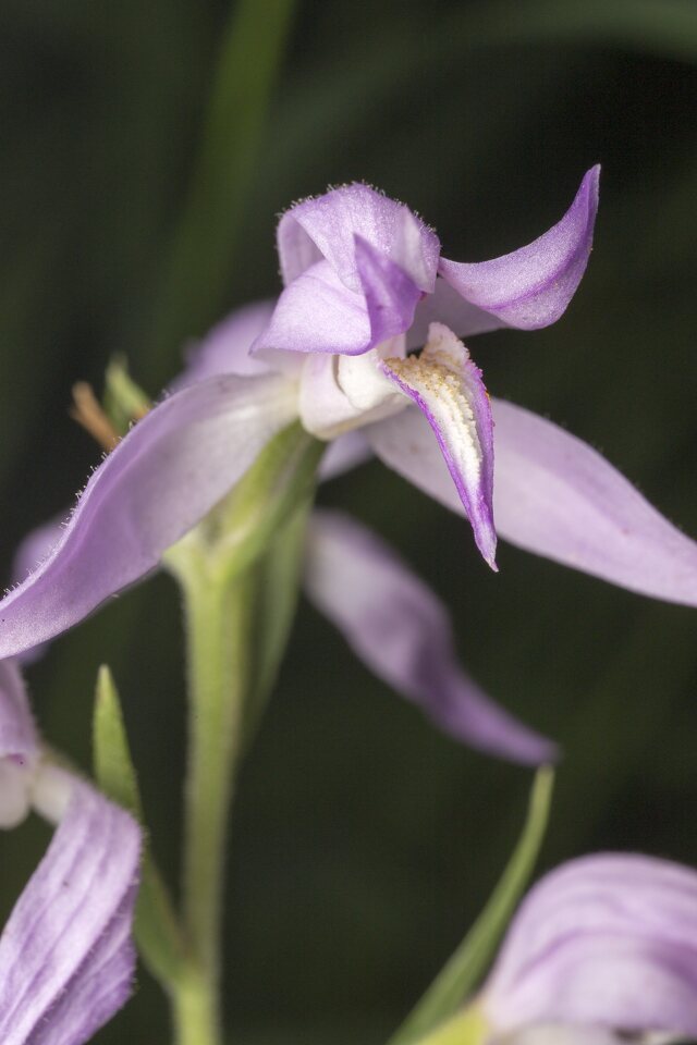 Orchidaceae-3912.jpg