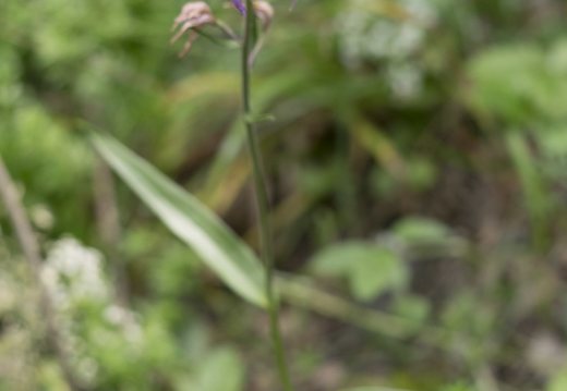 Cephalanthera rubra · raudonasis garbenis