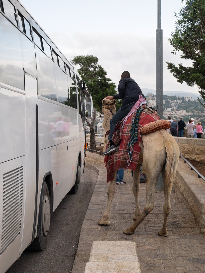 Mount of Olives · camel