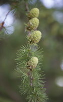 Larix decidua female cones · europinis maumedis, moteriški kankorėžiai