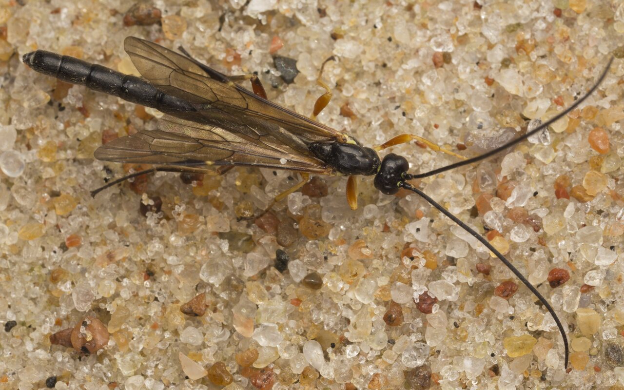 Ichneumonidae · vyčiniai