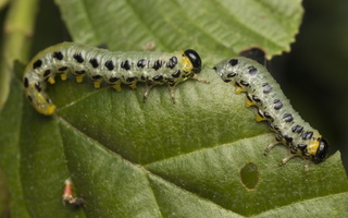 Craesus septentrionalis larvae · šiaurinis beržinis pjūklelis, lervos