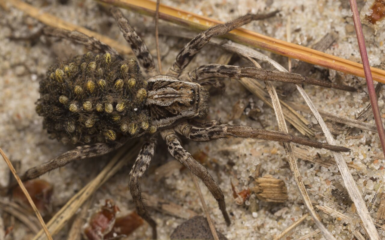 4746-Alopecosa-fabrilis-female-with-spiderlings.jpg