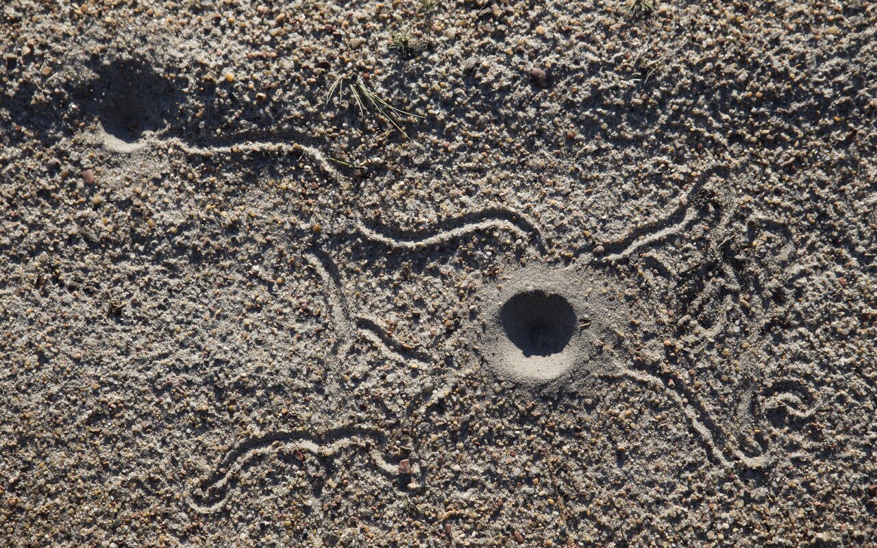 Myrmeleon formicarius trap pits · paprastasis skruzdžių liūtas, lervos kartais keliauja
