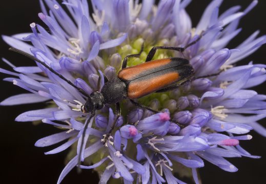 Stenurella melanura female · juodasiūlis grakštenis ♀