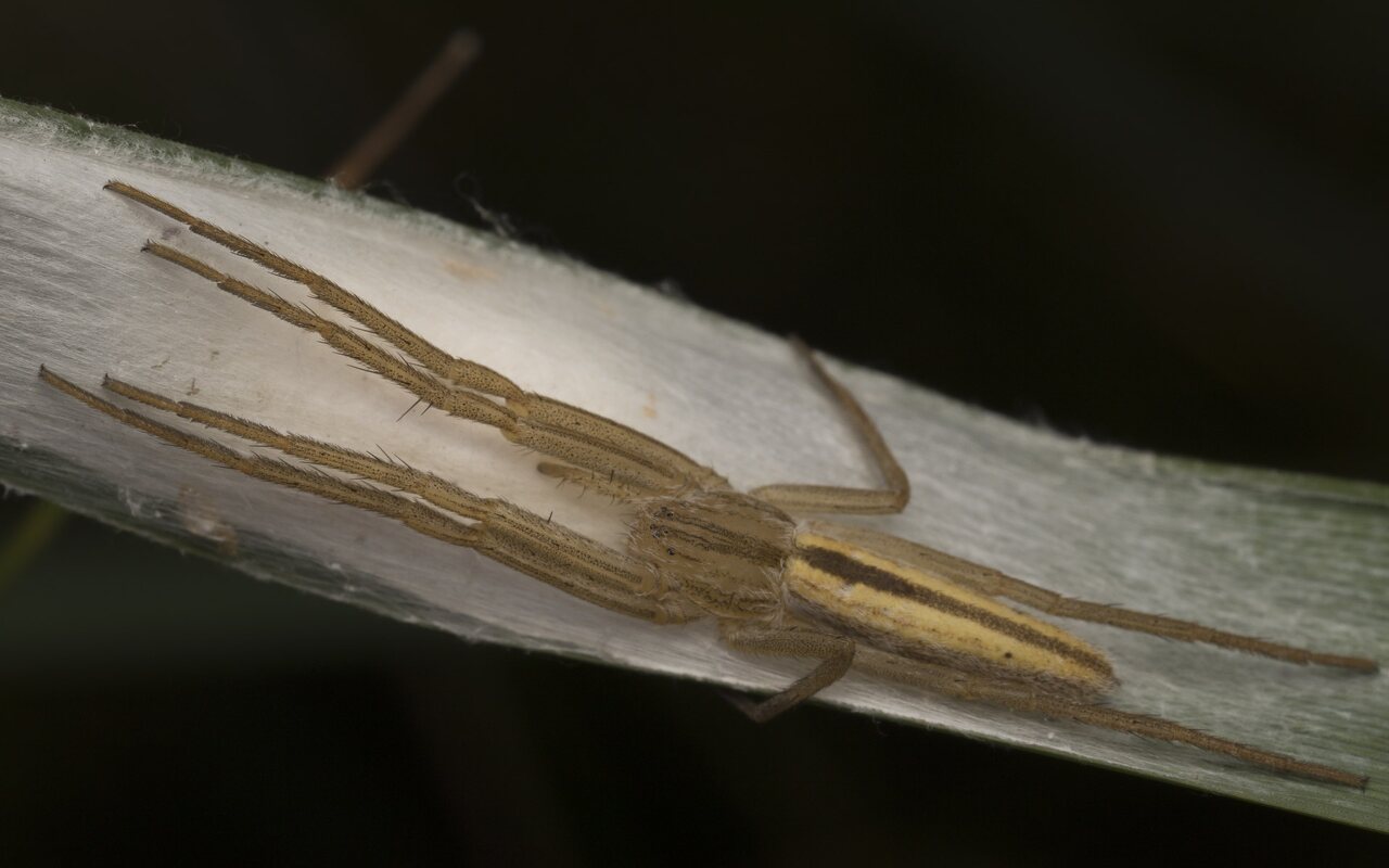 Tibellus oblongus · ilgapilvis laibavoris