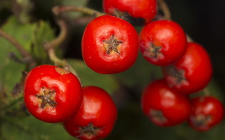 Sorbus aucuparia fruits · paprastasis šermukšnis, vaisiai