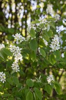 Amelanchier × spicata · varpinė medlieva
