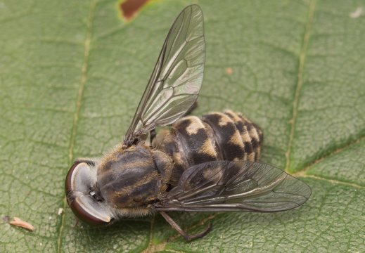 Tabanidae · sparvos