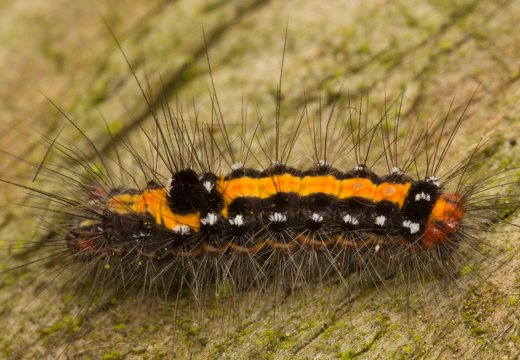 Euproctis similis caterpillar · geltonuodegis verpikas, vikšras