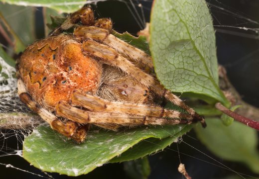 Araneus angulatus · kauburiuotasis kryžiuotis