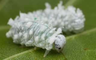 ~ Tenthredinidae larvae · tikrųjų pjūklelių lervos