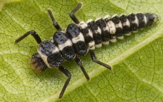 Propylaea quatuordecimpunctata larva · juodasiūlė boružė, lerva