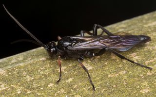 Ichneumonidae · vyčiniai