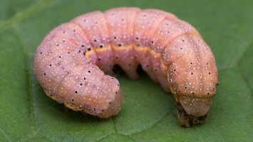 ~ Noctuidae caterpillars · pelėdgalvių vikšrai