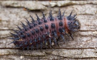 Chilocorus renipustulatus larva · juodbruvėlė boružė, lerva