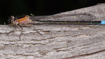Ischnura elegans · elegantiškoji strėliukė