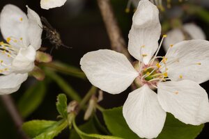 Prunus cerasifera flowers · skėstašakė slyva, žiedai