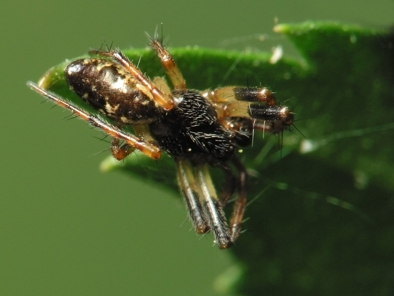 Araneae-1108.jpg