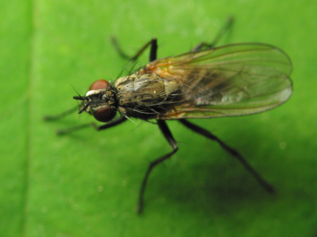 Diptera-1544.jpg