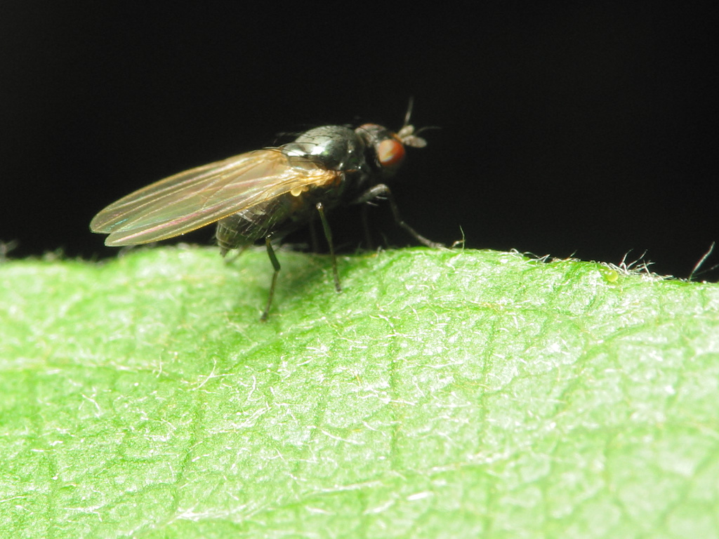 Diptera-1555.jpg
