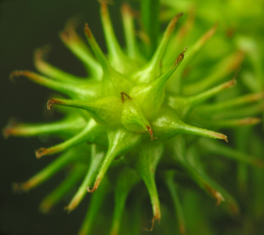 Carex-flava-2410.jpg