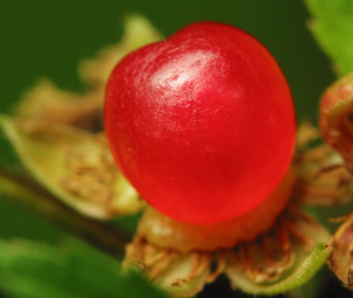 2849-Rubus-saxatilis.jpg