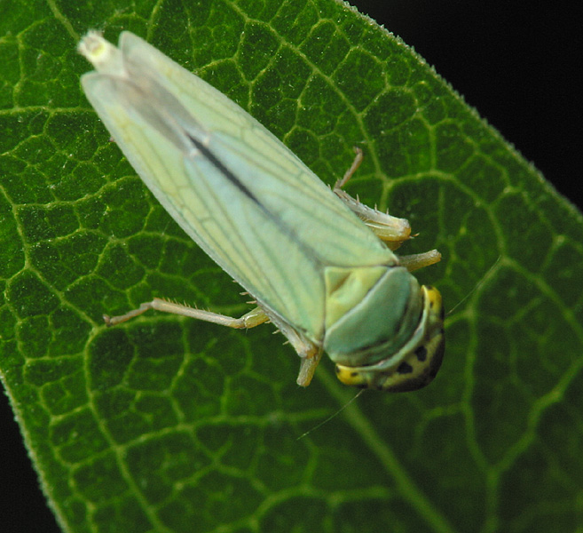 Cicadella-viridis-3525.jpg