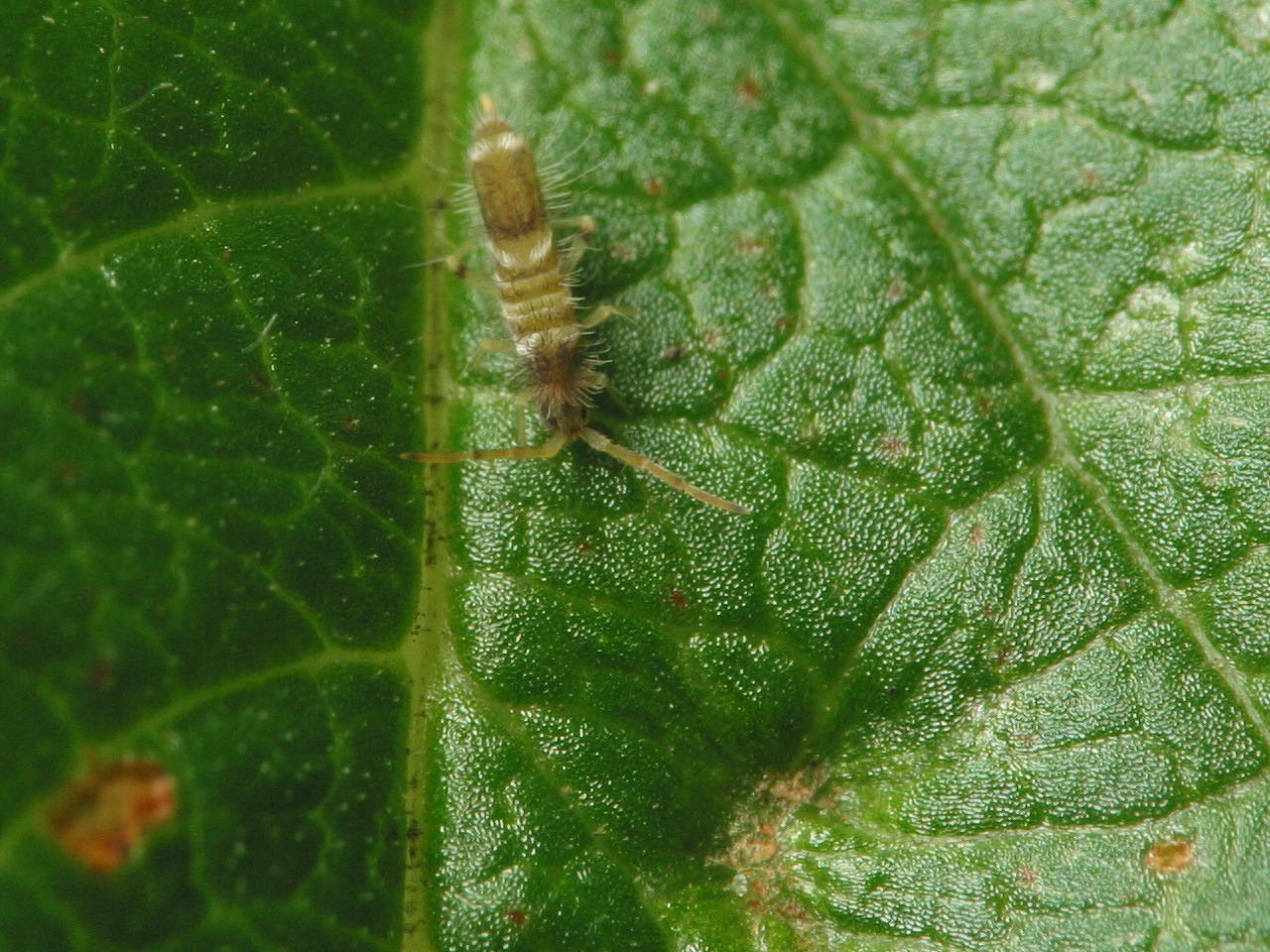 Entomobryidae-3540.jpg