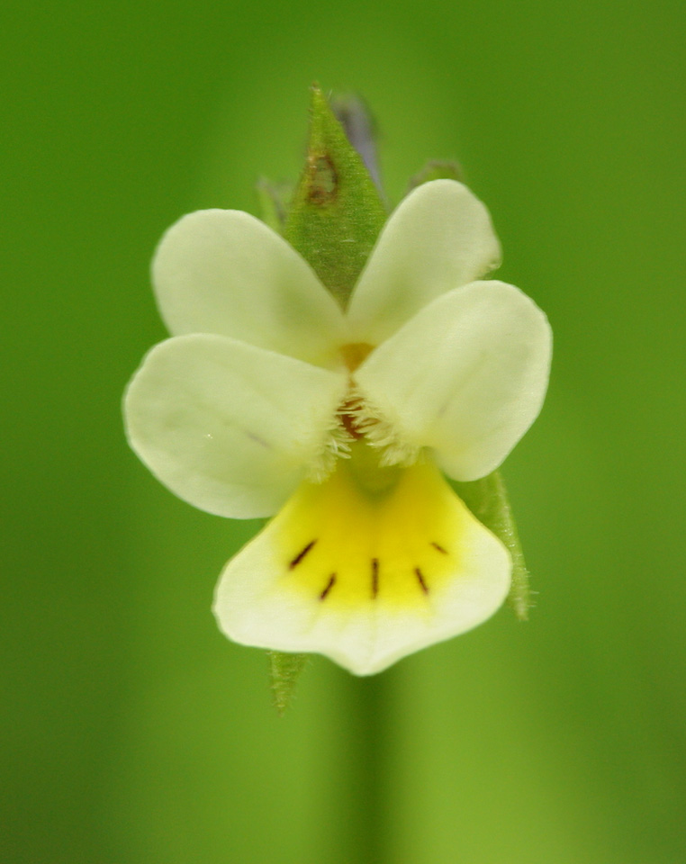 Viola-arvensis-6412.jpg