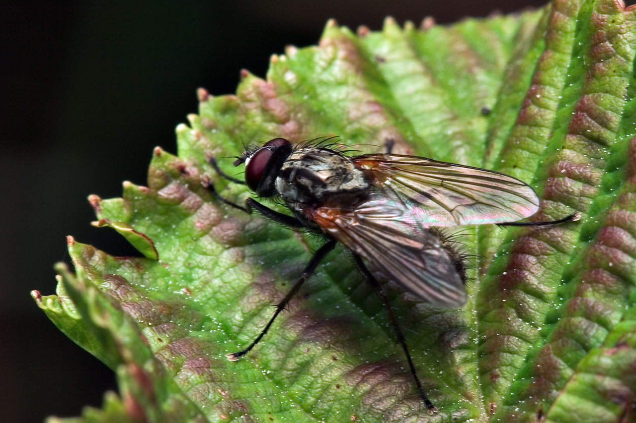 Diptera-7878.jpg