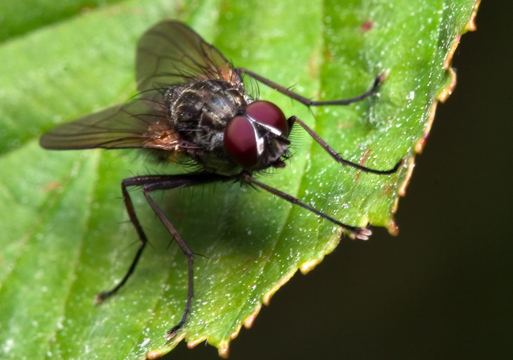 Diptera-7879.jpg