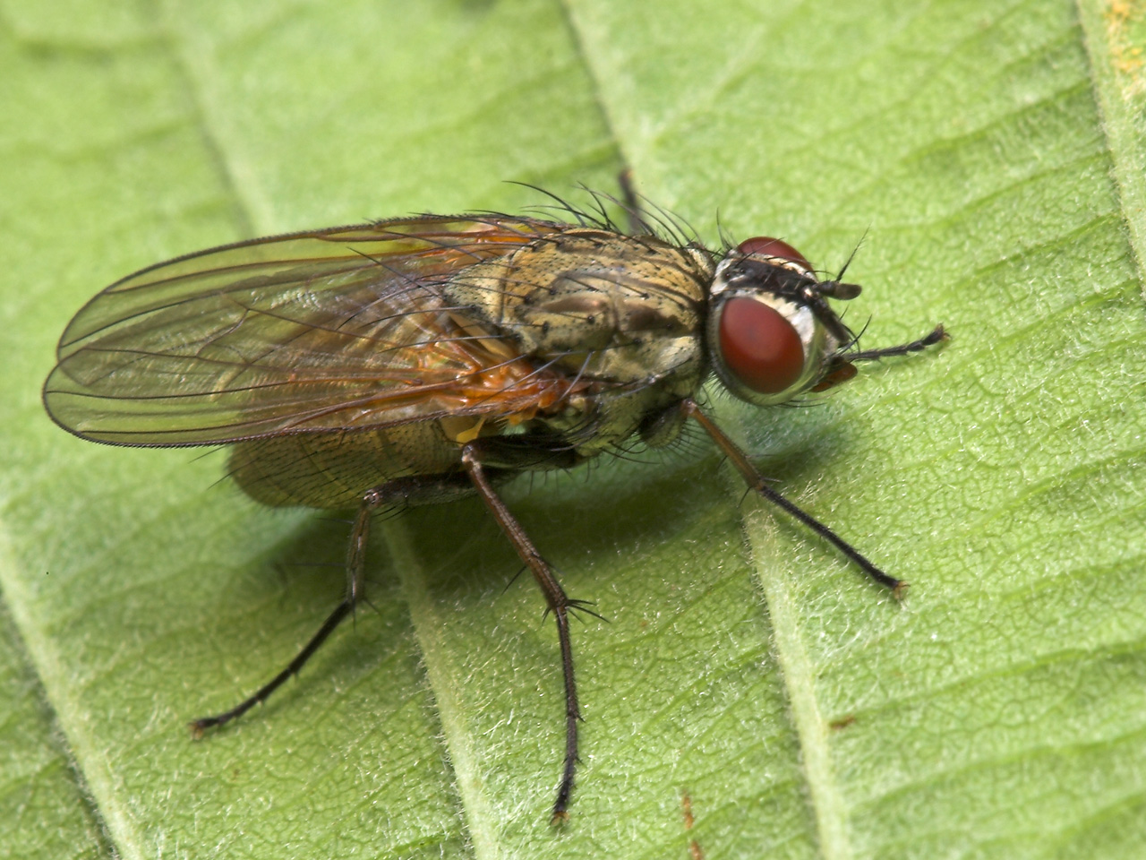 Diptera-8048.jpg