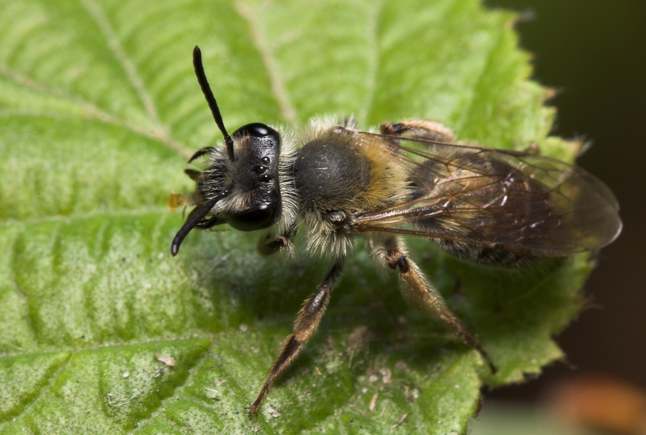 Apidae-8096.jpg